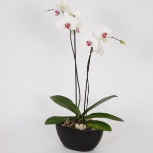 Orchidée Phalaenopsis 2 Tiges Blanche