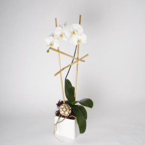 Orchidée Phalaenopsis Blanche